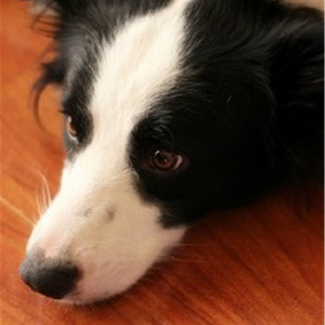 印度一级特黄AAAAA片
